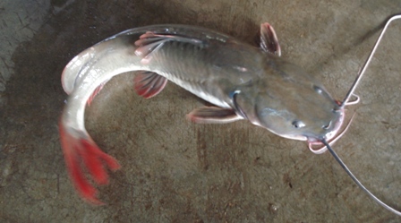 Cá Lăng